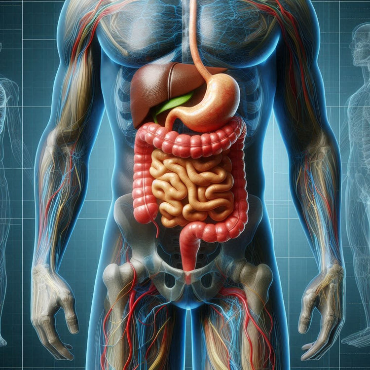 Digestive Support