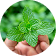 Menthol